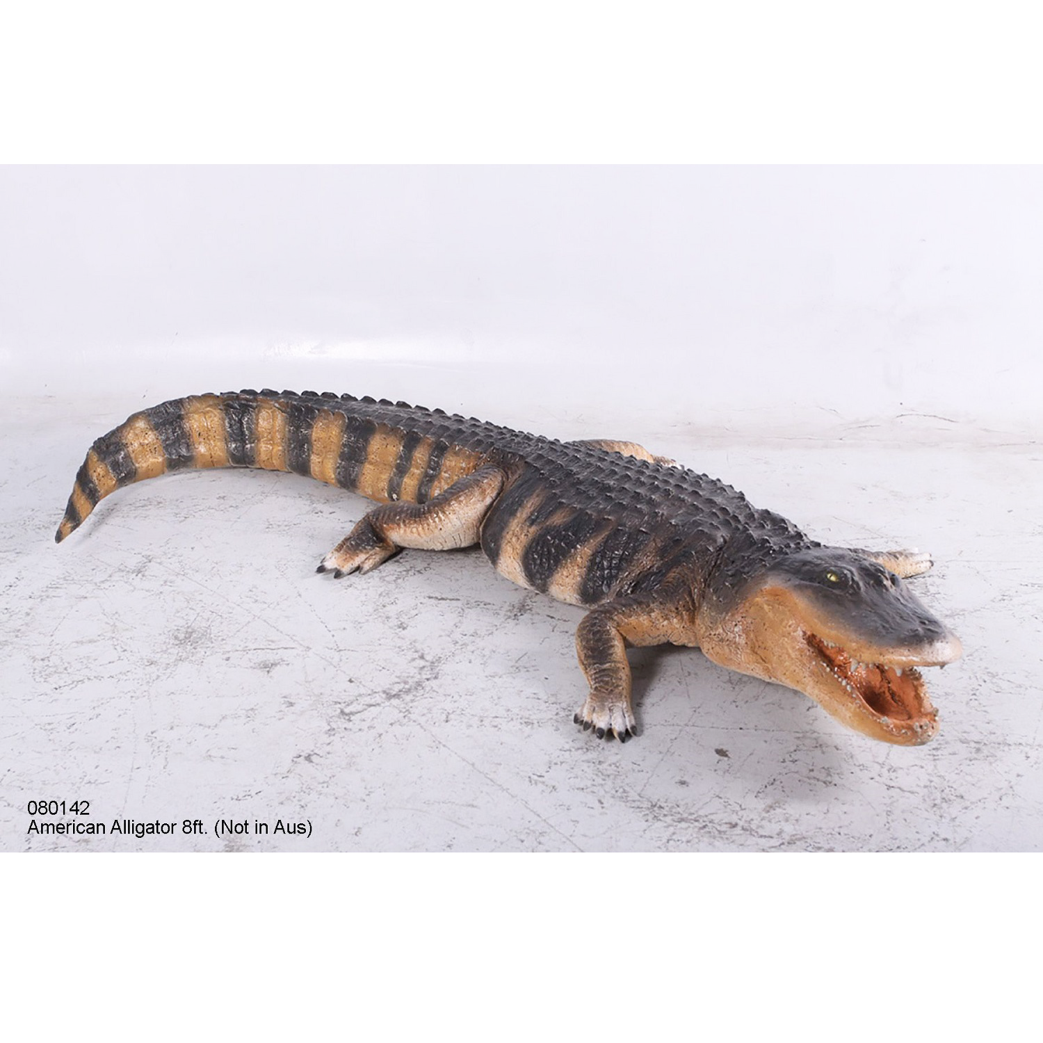 Amerikaanse alligator krokodil – Van Dam Decoratie